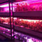 Chip della luce progressiva di crescita di pianta 1W SMD 3030 740nm 745nm LED